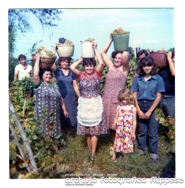 1978 vendemmia CucugliataSenza titolo-21